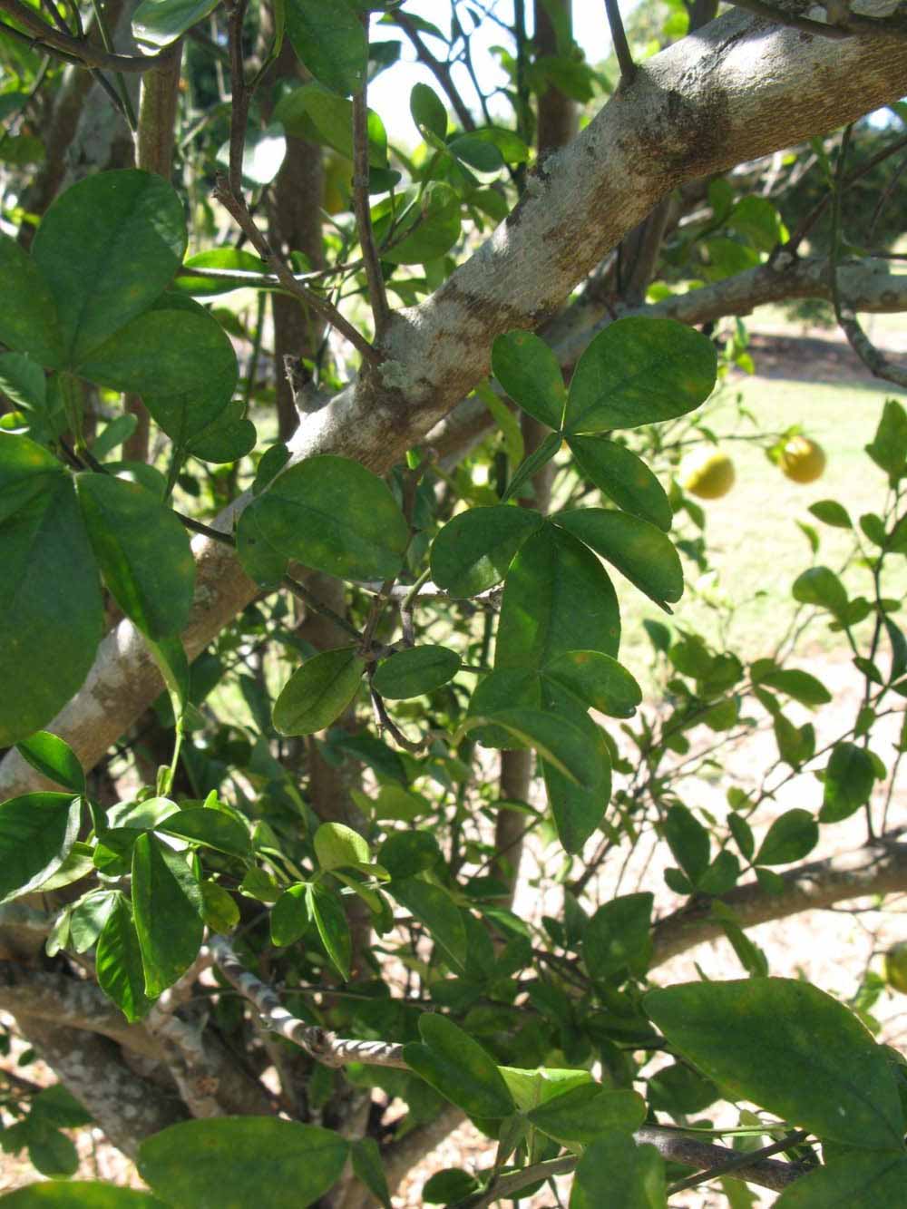            Shade leaves (Winter Haven, FL)   